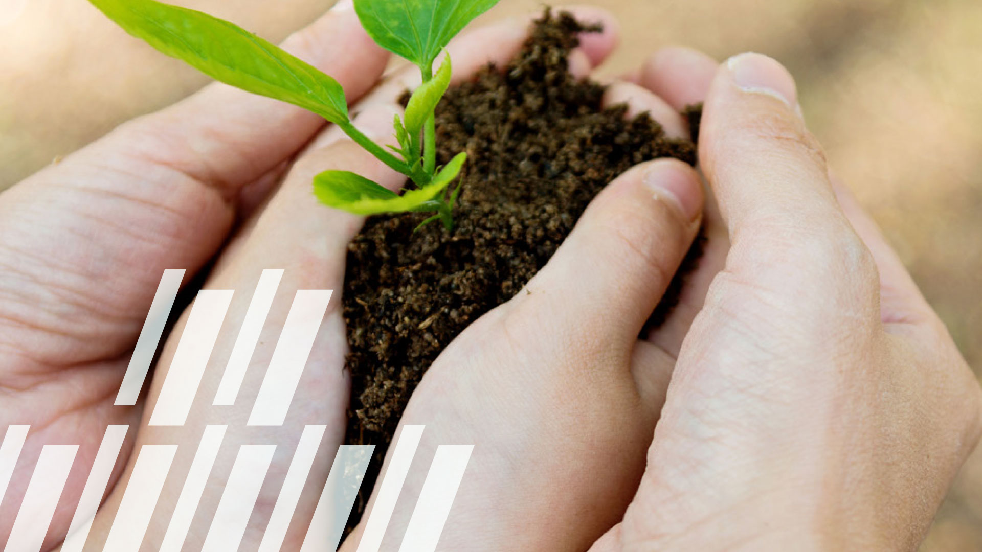 Pivotal Philanthropic Stages: A Look at the Lifecycle of a Foundation – Q&A